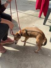 LOLA, Hund, Podenco in Bielefeld - Bild 10