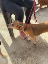 LOLA, Hund, Podenco in Bielefeld - Bild 8