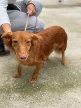 PELUSA, Hund, Podenco Maneto in Spanien - Bild 4