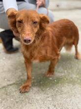 PELUSA, Hund, Podenco Maneto in Dreieich - Bild 1