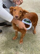 PELUSA, Hund, Podenco Maneto in Dreieich - Bild 10