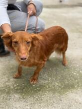 PELUSA, Hund, Podenco Maneto in Dreieich - Bild 11