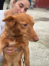 PELUSA, Hund, Podenco Maneto in Dreieich - Bild 12