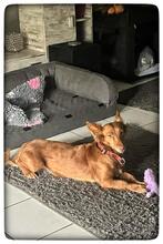 PELUSA, Hund, Podenco Maneto in Dreieich - Bild 2