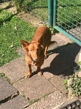PELUSA, Hund, Podenco Maneto in Dreieich - Bild 3