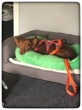 PELUSA, Hund, Podenco Maneto in Dreieich - Bild 4
