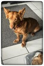PELUSA, Hund, Podenco Maneto in Dreieich - Bild 5