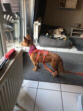 PELUSA, Hund, Podenco Maneto in Dreieich - Bild 7