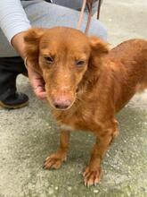 PELUSA, Hund, Podenco Maneto in Dreieich - Bild 8