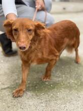 PELUSA, Hund, Podenco Maneto in Dreieich - Bild 9