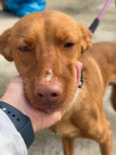 LIMON, Hund, Podenco in Spanien - Bild 1