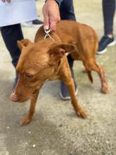 LIMON, Hund, Podenco in Spanien - Bild 10