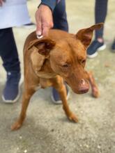 LIMON, Hund, Podenco in Spanien - Bild 2