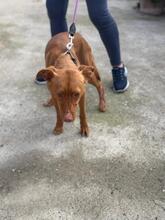 LIMON, Hund, Podenco in Spanien - Bild 3