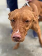 LIMON, Hund, Podenco in Spanien - Bild 4