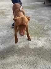 LIMON, Hund, Podenco in Spanien - Bild 8