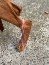 LIMON, Hund, Podenco in Spanien - Bild 9