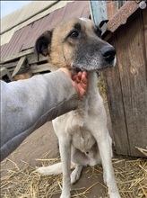 KARL, Hund, Mischlingshund in Rumänien - Bild 1