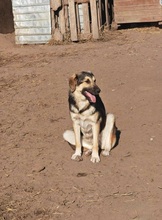 AMARA, Hund, Mischlingshund in Rumänien - Bild 1