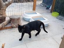 BENNI, Katze, Europäisch Kurzhaar in Spanien - Bild 3