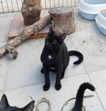 BENNI, Katze, Europäisch Kurzhaar in Spanien - Bild 4