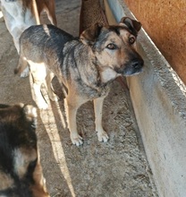 GAIA, Hund, Mischlingshund in Rumänien - Bild 2