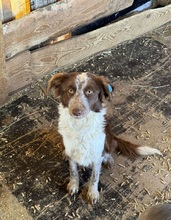 ILSE, Hund, Mischlingshund in Rumänien - Bild 4