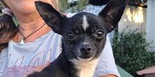 POLDINO, Hund, Chihuahua-Mix in Winnenden - Bild 1