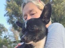 POLDINO, Hund, Chihuahua-Mix in Winnenden - Bild 2