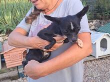 POLDINO, Hund, Chihuahua-Mix in Winnenden - Bild 5