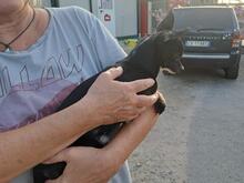 POLDINO, Hund, Chihuahua-Mix in Winnenden - Bild 6