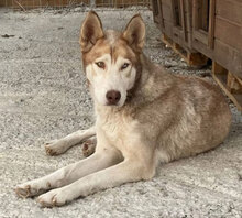 TROY, Hund, Siberian Husky in Rumänien - Bild 1