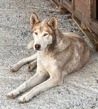 TROY, Hund, Siberian Husky in Rumänien - Bild 2