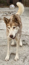 TROY, Hund, Siberian Husky in Rumänien - Bild 3