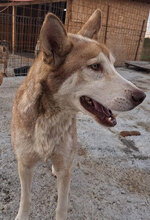 TROY, Hund, Siberian Husky in Rumänien - Bild 4