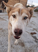 TROY, Hund, Siberian Husky in Rumänien - Bild 5