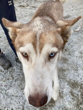 TROY, Hund, Siberian Husky in Rumänien - Bild 6