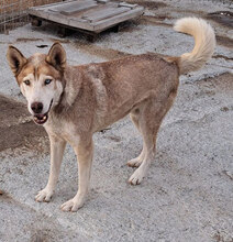 TROY, Hund, Siberian Husky in Rumänien - Bild 7