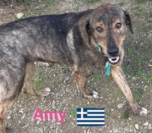 AMY, Hund, Mischlingshund in Griechenland - Bild 8