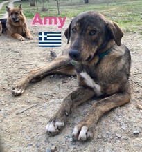 AMY, Hund, Mischlingshund in Griechenland - Bild 9