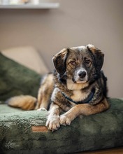 VALENTINA, Hund, Mischlingshund in Goslar - Bild 1