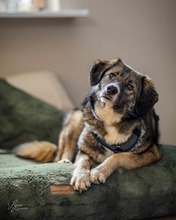 VALENTINA, Hund, Mischlingshund in Goslar - Bild 2