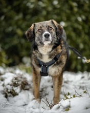 VALENTINA, Hund, Mischlingshund in Goslar - Bild 3