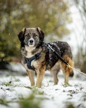 VALENTINA, Hund, Mischlingshund in Goslar - Bild 4