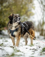 VALENTINA, Hund, Mischlingshund in Goslar - Bild 5