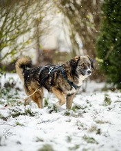 VALENTINA, Hund, Mischlingshund in Goslar - Bild 6