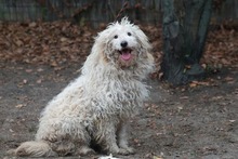 LILAC, Hund, Hütehund-Mix in Hilden - Bild 4