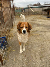 ELLIOT, Hund, Berner Sennenhund-Mix in Rumänien - Bild 1