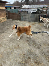 ELLIOT, Hund, Berner Sennenhund-Mix in Rumänien - Bild 3