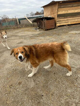 ELLIOT, Hund, Berner Sennenhund-Mix in Rumänien - Bild 5